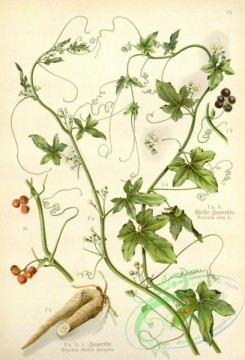 floral_atlas-00544 - 078-bryonia dioica, bryonia alba