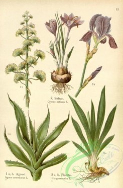 floral_atlas-00564 - 012-crocus sativus, agave americana, iris germanica