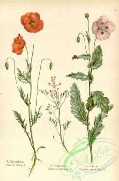floral_atlas-00576 - 024-papaver rhoeas, fumaria officinalis, papaver somniferum