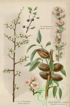 floral_atlas-00586 - 034-ononis spinosa, prunus spinosa, amygdalus communis