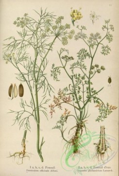 floral_atlas-00603 - 051-foeniculum officinale, oenanthe phellandrium