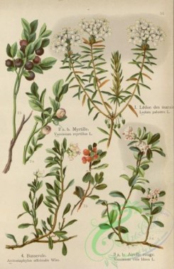 floral_atlas-00608 - 056-ledum palustre, vaccinium myrtillus, arctostaphylos officinalis, vaccinium vitis