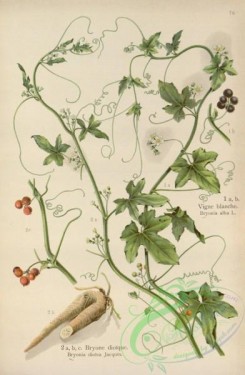 floral_atlas-00630 - 078-bryonia alba, bryonia dioica