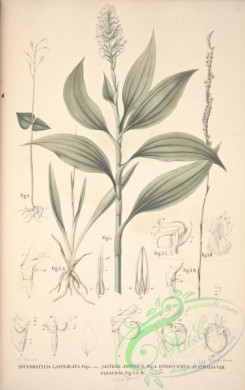 florida_orchids-00006 - dicerostylis lanceolata, listera japonica, gyrostachys australis flexuosa