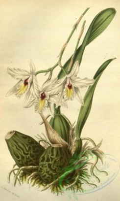 florida_orchids-00016 - laelia rubescens