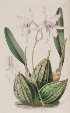 florida_orchids-00043 - Laelia rubescens (as Laelia acuminata) - Edwards vol 27 (NS 4) pl 24 (1841)