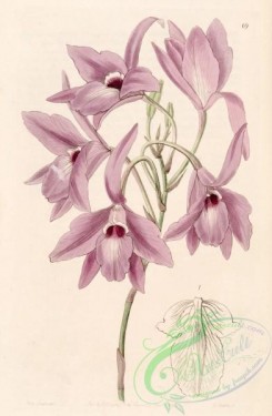 florida_orchids-00044 - Laelia rubescens (as Laelia peduncularis) - Edwards vol 31 (NS 8) pl 69 (1845)