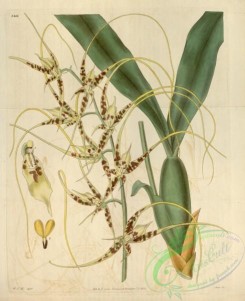 florida_orchids-00073 - Brassia caudata 1