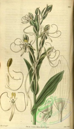 florida_orchids-00085 - Habenaria quinqueseta var. macroceratitis (as Habenaria macroceras) - Curtis' 56 (N.S. 3) pl. 2947 (1829)