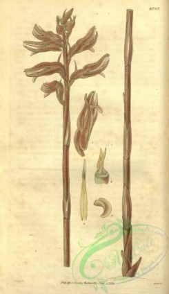 florida_orchids-00092 - Sacoila lanceolata (as Neottia aphylla) - Curtis' 55 (N.S. 2) pl. 2797 (1828)