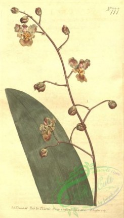 florida_orchids-00097 - Trichocentrum undulatum (as Epidendrum undulatum) - Curtis' 20 pl. 777 (1804)