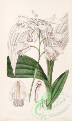 florida_orchids-00100 - Bletilla striata (as Bletia gebina) - Edwards vol 33 (NS 10) pl 60 (1847)
