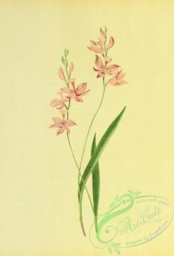 florida_orchids-00107 - Calopogon, calopogon pulchellus