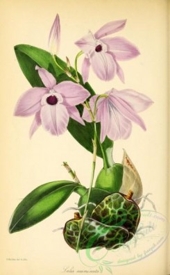 florida_orchids-00110 - Acuminated-lipped Laelia, laelia acuminata