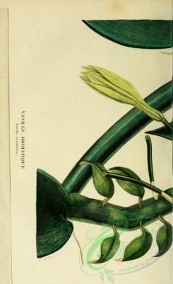 florida_orchids-00141 - vanilla aromatica, 1