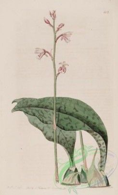 florida_orchids-00156 - 618-angraecum maculatum, Spotted-leaved Angraecum