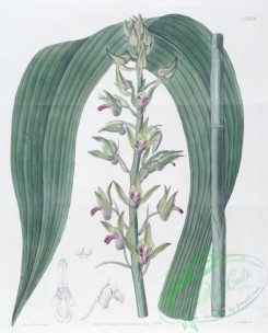 florida_orchids-00168 - 1508-cyrtopodium woodfordii, Woodford's Cyrtopodium