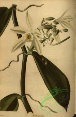 florida_orchids-00183 - vanilla planifolia