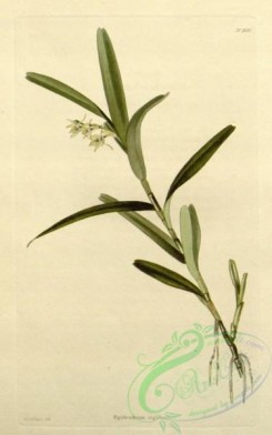 florida_orchids-00200 - epidendrum rigidum
