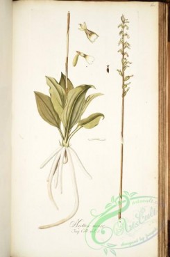 florida_orchids-00229 - neottia minor