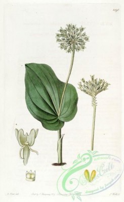 florida_orchids-00239 - Malaxis unifolia (as Microstylis ophioglossoides) - Edwards vol 15 pl 1290 (1829)