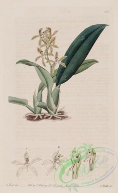 florida_orchids-00247 - Macradenia lutescens - The Bot. Register v. 8 (1822) pl. 612