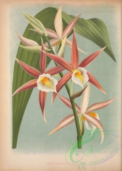florida_orchids-00257 - phaius grandifolius