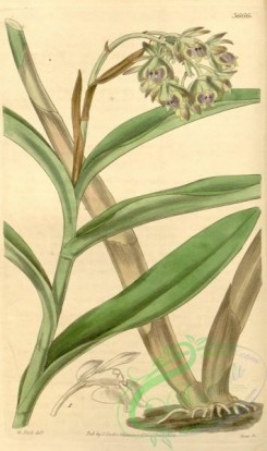 florida_orchids-00261 - Epidendrum anceps (as Epidendrum viridipurpureum) - Curtis' 65 (N.S. 12) pl. 3666 (1839)