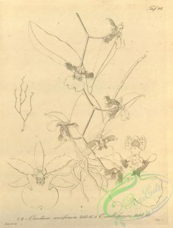 florida_orchids-00266 - oncidium ansiferum, oncidium cerebriferum