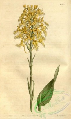 florida_orchids-00298 - Platanthera ciliaris (as Habenaria ciliaris) - Curtis' 40 pl. 1668 (1814)