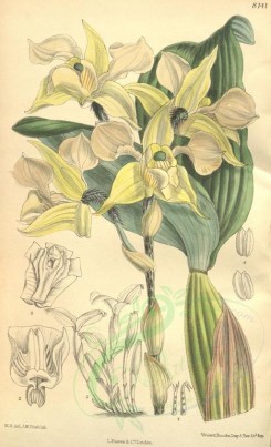 flowers-09145 - 8141-dendrobium ashworthiae [2095x3441]