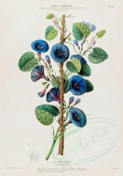 flowers-18023 - campanula ceruloea [4021x5757]