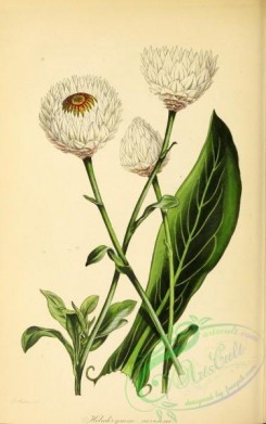 flowers-27067 - Snow-white-flowered Helichrysum, helichrysum niveum [2849x4539]
