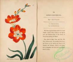 flowers-30994 - Saffron-coloured Ixia, ixia crocata [3059x2602]