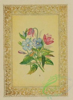 flowers-35934 - 008-Wood Anemone, Periwinkle