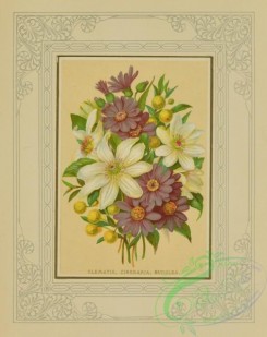 flowers-35956 - 006-Clematis, Cineraria, Buddlea, Frame