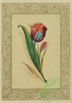 flowers-35967 - 001-Tulip