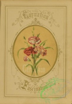 flowers-35985 - 002-Carnation