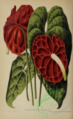 flowers-36049 - 013-anthurium andraeanum