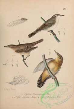 flycatchers-00021 - Eversmann's Redstart, Dark-sided Flycatcher, Middendorff's Warbler