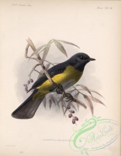 flycatchers-00052 - Black-and-yellow Silky-flycatcher