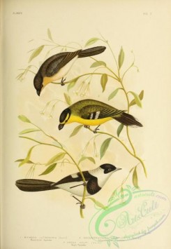 flycatchers-00057 - Broad-billed Flycatcher, Yellow-breasted Flycatcher, Kaup's Flycatcher