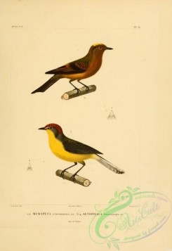 flycatchers-00064 - Cinnamon Flycatcher, Brown-capped Redstart
