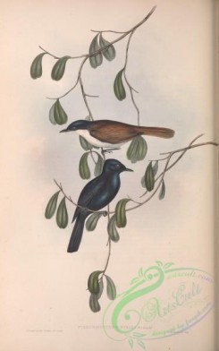flycatchers-00094 - Blue Shining Flycatcher, piezorhynchus nitidus