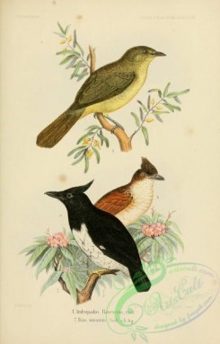 flycatchers-00162 - andropadus flavescens, Black-and-white Shrike-flycatcher, bias musicus