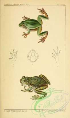 frogs-00001 - hyla andersonii, hyla gratiosa