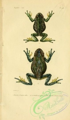 frogs-00006 - rainette a bourse
