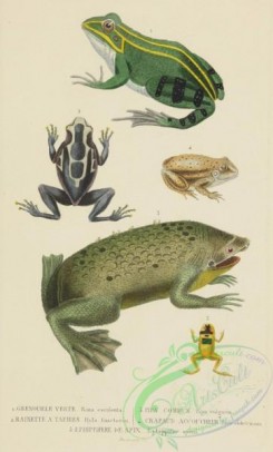 frogs-00028 - rana esculenta, hyla tinctoria, pipa vulgaris, bufo obtetricans, ephippifer spixii