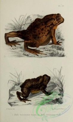 frogs-00029 - bufo buccinator, bufo tuberosus