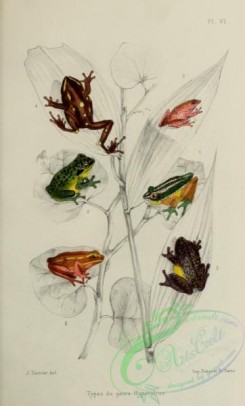 frogs-00034 - hyperolius